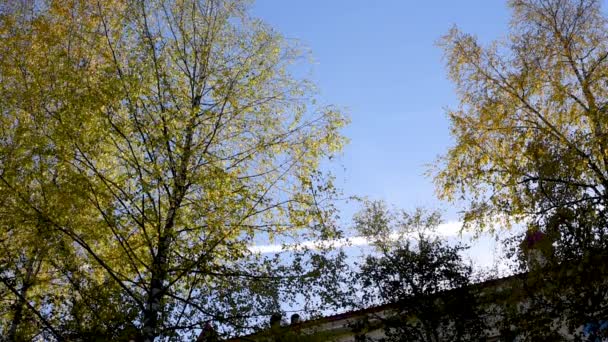 在阳光明媚的天气中 桦木和各种落叶树在晴朗的气候下 在风中冲破蓝天和城市高层建筑 — 图库视频影像