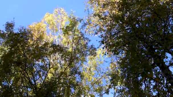 Colorful Leaves Rowan Maple Birch Various Deciduous Trees Autumn Day — Stock Video