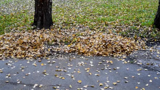 Beaucoup Feuilles Bouleau Jaune Sur Vieil Asphalte Avec Des Fissures — Video