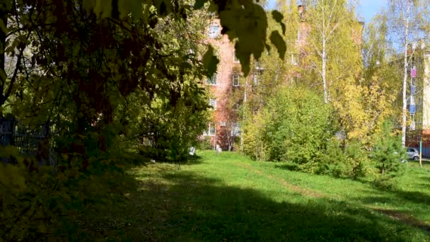 Bunte Blätter Von Eberesche Ahorn Birke Und Verschiedenen Laubbäumen Herbsttag — Stockvideo