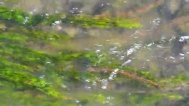Gün güneşli yaz su hareketi yönünde hareket parlak yosun ile temiz su hızlı akış 