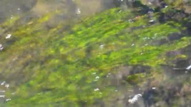 Gün güneşli yaz su hareketi yönünde hareket parlak yosun ile temiz su hızlı akış 