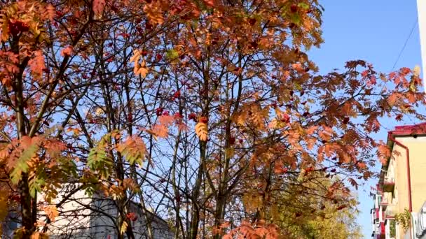 Herbst Gelbe Und Orangerote Blätter Der Eberesche Mit Roten Reifen — Stockvideo