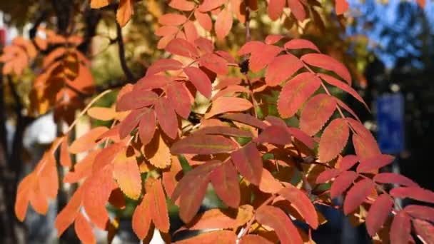 Automne. Feuilles de frêne rouge jaune et orange avec des baies mûres rouges contre le ciel bleu de la ville, oscillant dans le vent dans différentes directions créant une bonne humeur  