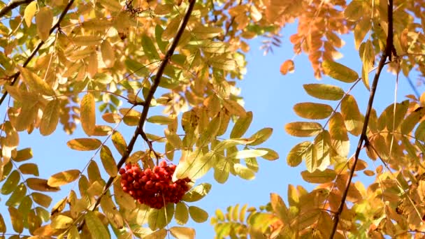 黄色和橙色的红色叶子的山灰与红色成熟的浆果对蓝天在城市 摇摆在风在不同的方向创造好心情 — 图库视频影像