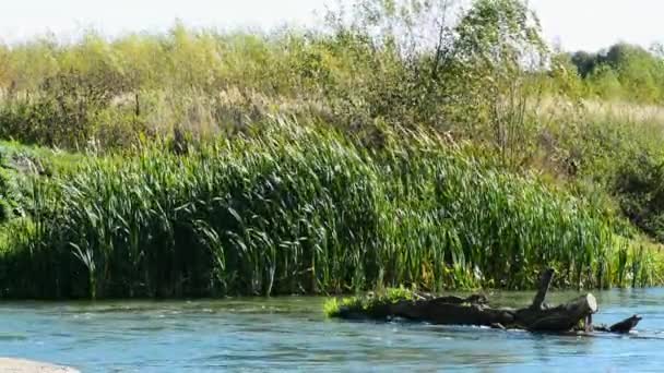 河水缓缓流淌的绿树 一条河流 沿着河岸缓慢流动的绿树 反射着天空和绿叶 — 图库视频影像