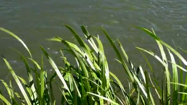 Ein Fluss Mit Einem Schnellen Fluss Grüner Bäume Entlang Der — Stockvideo