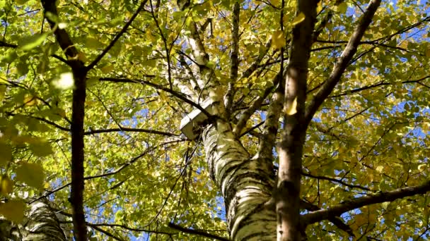 Árboles Otoñales Balanceándose Viento Con Hojas Que Caen Las Ramas — Vídeos de Stock