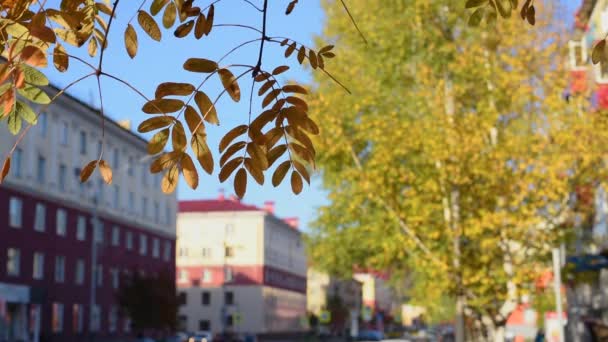 Automne Feuilles Frêne Rouge Jaune Orange Avec Des Baies Mûres — Video