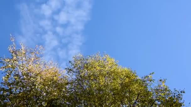 秋の緑の木々の日中に市内の風に揺れる木々は 青空と多階建ての建物に対して秋に市内の公園エリアで落葉と円錐形の風に揺れる風の中で 風に枝を振ります — ストック動画