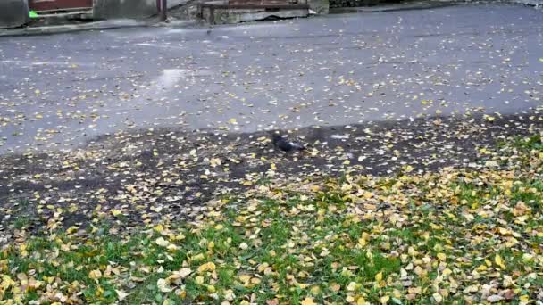 灰色狂放的城市鸽子走在黄色秋天叶子在老多层大厦庭院寻找食物 — 图库视频影像