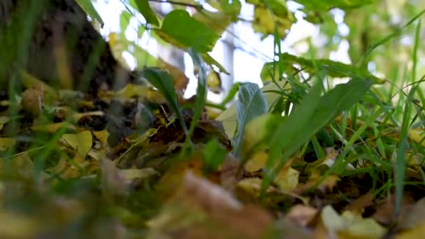 臭虫从幼虫孵化出来 爬过秋天的黄色和绿叶 在树上散发出难以忍受的气味 秋天的叶子带着小虫子 树叶在风中摇曳 — 图库视频影像