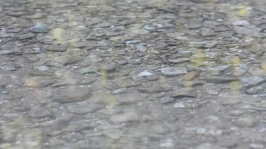 Bir nehir boyunca yansıtan bir gökyüzü ve yeşil yaprakları ile yeşil ağaçlar, hızlı bir akış ile 