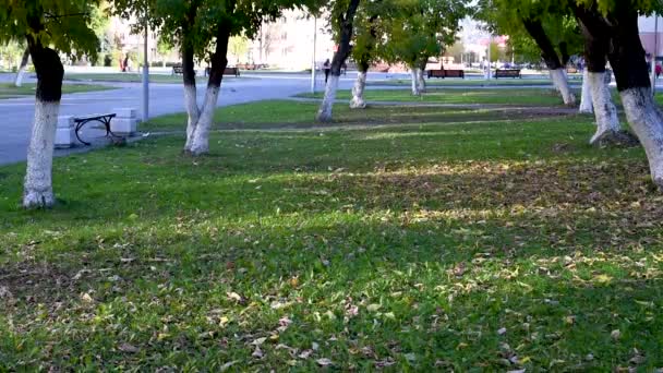 Sonbaharda Gün Boyunca Şehirde Rüzgarda Ağaçların Sallanması Yeşil Ağaçlar Sonbaharda — Stok video