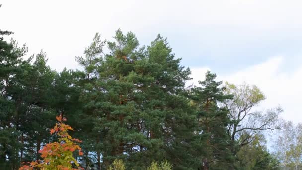 Árboles Otoñales Balanceándose Viento Con Hojas Que Caen Las Ramas — Vídeos de Stock