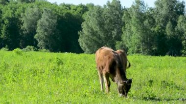 Beyaz benekli kahverengi inek mavi gökyüzüne karşı yeşil çim arasında çayır yürür 