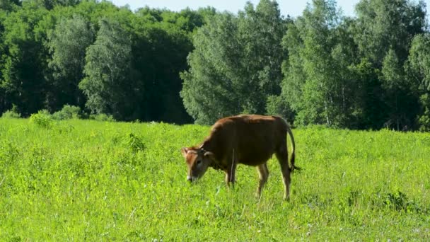 Uma Vaca Marrom Com Manchas Brancas Caminha Pelo Prado Entre — Vídeo de Stock