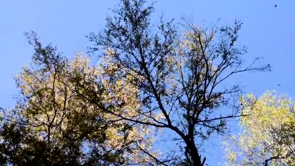 青い秋の空に対して枝から落ち葉を伴って風に揺れる秋の木々 秋の木々は 昼間の空に対して — ストック動画
