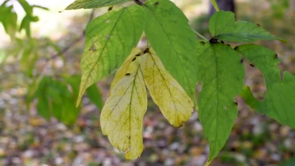 臭虫孵化从幼虫爬过秋天的黄色和绿叶树木散发难以忍受的气味 — 图库视频影像