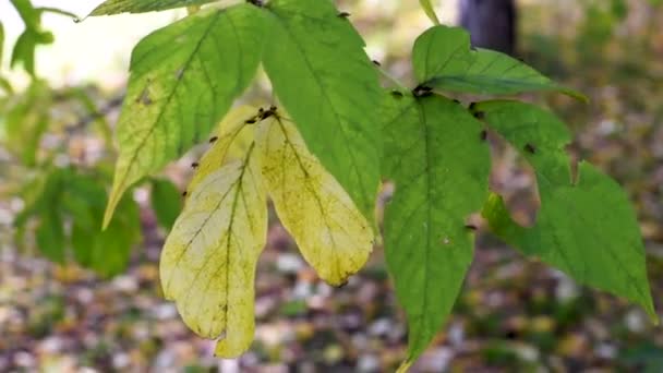 Bedbugs Hatch Larvae Crawl Autumn Yellow Green Leaves Trees Exuding — Stock Video