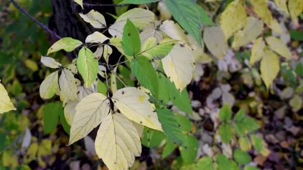 臭虫孵化从幼虫爬过秋天的黄色和绿叶树木散发难以忍受的气味 — 图库视频影像