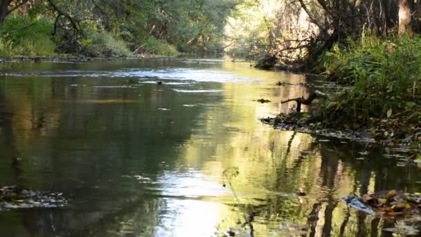 反射の空と緑の葉に土手に沿って緑の木々 の迅速な流れと緑の木々 川の流れ川 — ストック動画