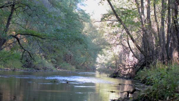 反射の空と緑の葉に土手に沿って緑の木々 の急速な流れの川 — ストック動画