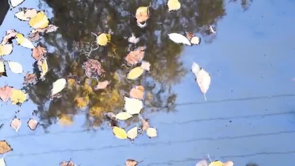 Gele Herfstbladeren Zweven Plassen Plassen Weerspiegelen Blauwe Lucht Bomen Waaruit — Stockvideo