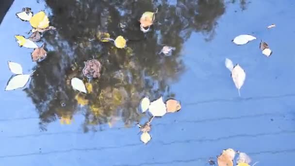 Folhas Amarelas Outono Flutuam Poças Poças Refletem Céu Azul Árvores — Vídeo de Stock