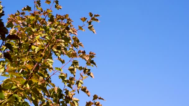 Herfstbladeren Rood Gele Tegen Blauwe Hemel Een Duidelijke Warme Zonnige — Stockvideo