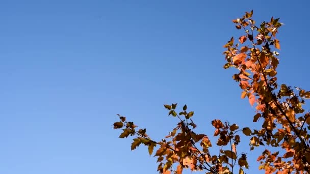 Herfstbladeren Rood Gele Tegen Blauwe Hemel Een Duidelijke Warme Zonnige — Stockvideo