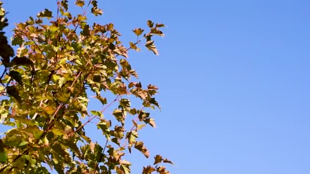 Herfstbladeren Rood Gele Tegen Blauwe Hemel Een Duidelijke Warme Zonnige — Stockvideo