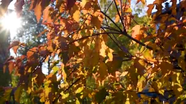 Herbstblätter Rot Gelb Gegen Den Blauen Himmel Einem Klaren Warmen — Stockvideo