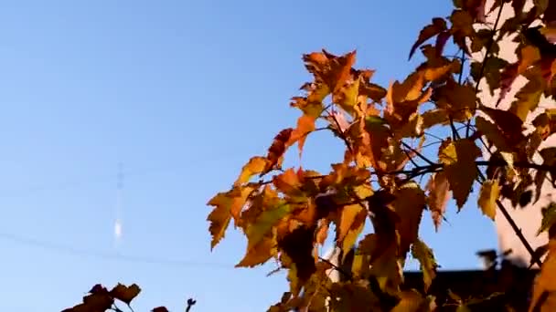 風に揺れる明確暖かい晴れた日に青空に赤黄の紅葉 — ストック動画