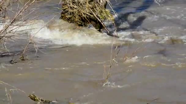 Ontdooide Heldere Water Flow Winter Het Bos Onder Drijfhout — Stockvideo