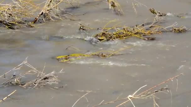 Águas Claras Descongeladas Fluem Após Inverno Nas Florestas Sob Madeira — Vídeo de Stock