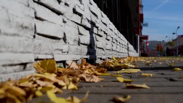 Hojas Amarillas Otoño Vuelan Los Árboles Asfalto Largo Valla Piedra — Vídeo de stock