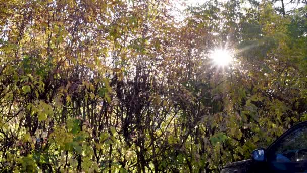 Солнце Прорывается Сквозь Осенние Ветви Деревьев Согревая Своей Теплой Осенью — стоковое видео