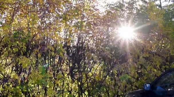 Sol Atraviesa Las Ramas Otoñales Los Árboles Calentándolos Con Calor — Vídeos de Stock