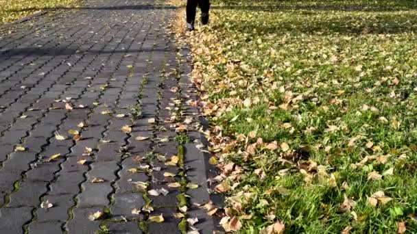 Walk Park Yellow Autumn Leaves Rustling Underfoot Light Jog Warm — Stock Video