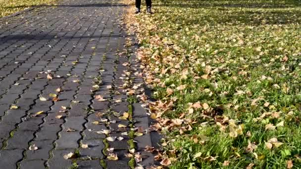 Spaziergang Park Gelbes Laub Raschelt Unter Den Füßen Leichtes Joggen — Stockvideo