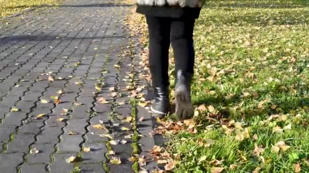 走在公园里 黄秋叶在脚下沙沙作响 在温暖的秋日轻快地慢跑 — 图库视频影像
