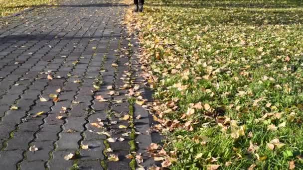 走在公园里 黄秋叶在脚下沙沙作响 在温暖的秋日轻快地慢跑 — 图库视频影像