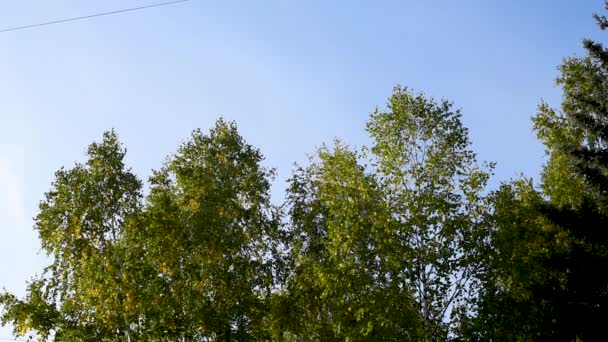 Bomen Zwaaien Wind Stad Tijdens Dag Herfst Groene Bomen Bladverliedige — Stockvideo