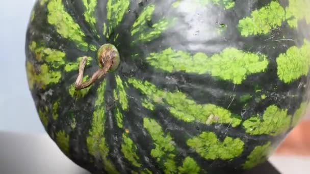 Staart Van Watermeloen Roteert Een Gestreepte Watermeloen Met Donkere Strepen — Stockvideo