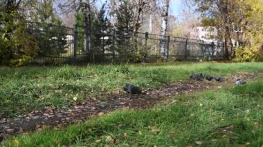 City Park gri yabani güvercin sonbahar tohum ve meyve ağaçlarından peck ve çalıların arasında yol çimen 