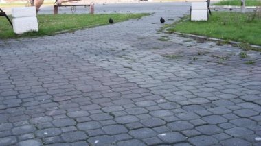 City Park gri yabani güvercin sonbahar tohum ve meyve ağaçlarından peck ve çalıların arasında yol çimen