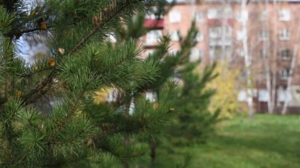 Zielonych Drzew Iglastych Liściastych Parku Miasta Jesienią Przeciw Błękitne Niebo — Wideo stockowe