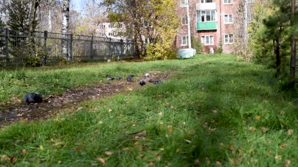 Szary Dzikich Gołębi City Park Dziobać Jesień Nasiona Owoce Drzew — Wideo stockowe