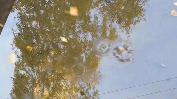 秋黄叶漂浮在水坑中 水坑反映了蓝天和黄色叶子飞的树 — 图库视频影像